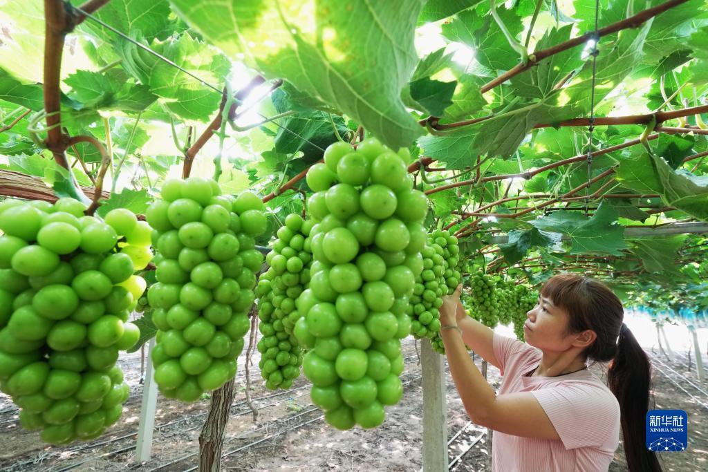 大满贯游戏平台网址是多少